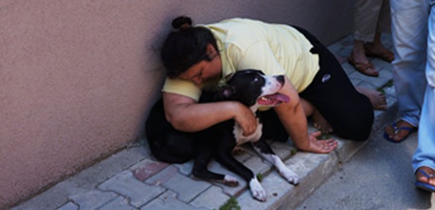 Köpek baygın sahibinin başından ayrılmadı