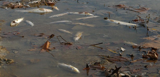 Kağıthane Deresi'nde balık ölümleri