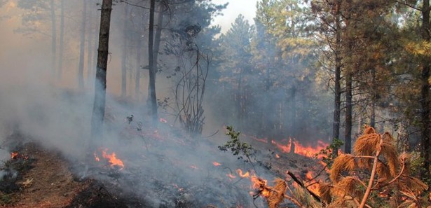 Biga'da makilik alanda yangın
