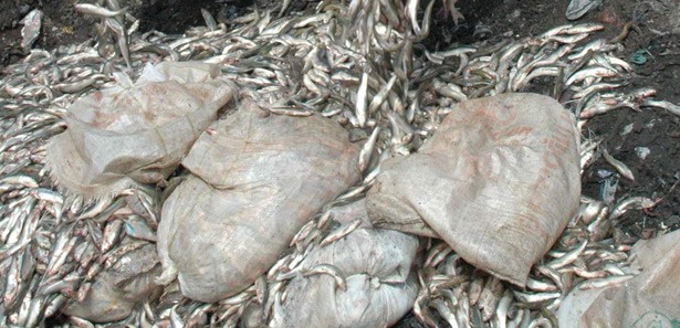 Van'da kaçak avlanmış 14 bin ton balık yakalandı